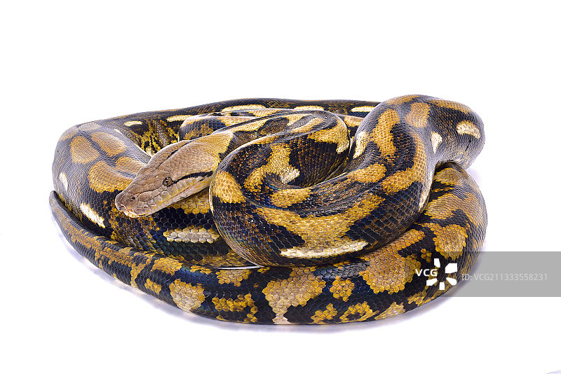 网纹蟒图片素材