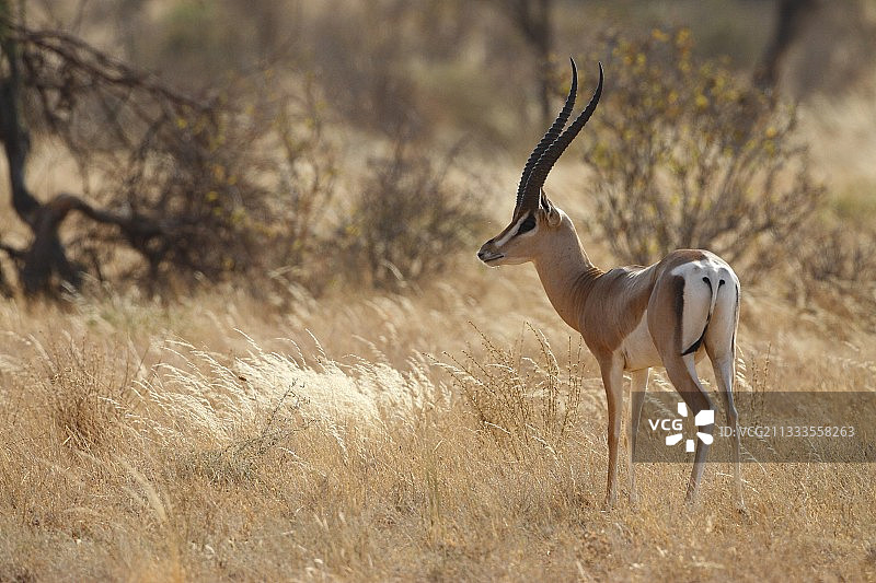 肯尼亚桑布鲁的葛氏瞪羚图片素材