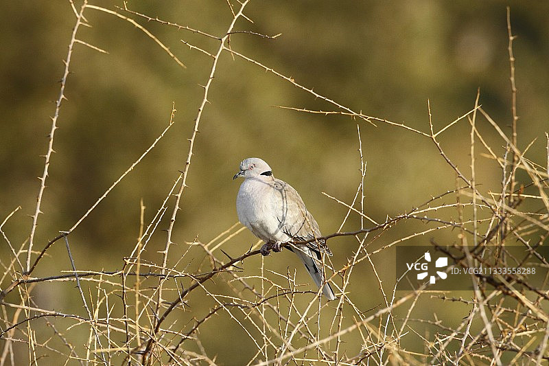 哀悼环颈鸽，肯尼亚桑布鲁图片素材