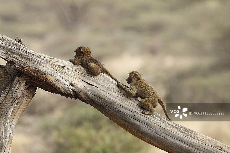 肯尼亚桑布鲁的狒狒在树干上玩耍图片素材