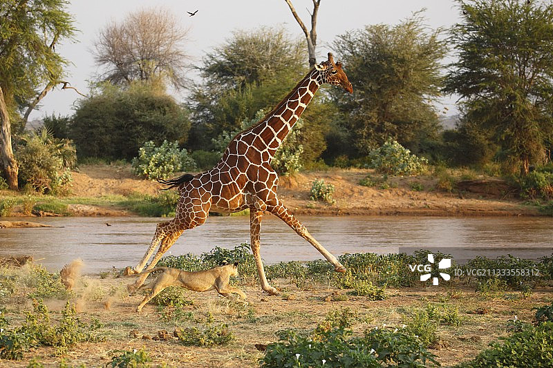 肯尼亚桑布鲁，狮子捕猎网纹长颈鹿图片素材