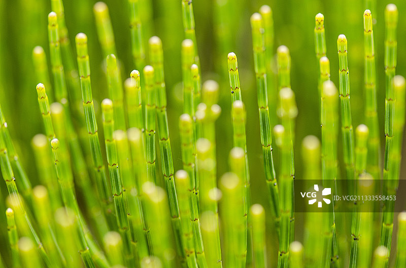 新喀里多尼亚特有的山铁木（Casuarina collina），蓝色河流省立公园，南省，新喀里多尼亚图片素材