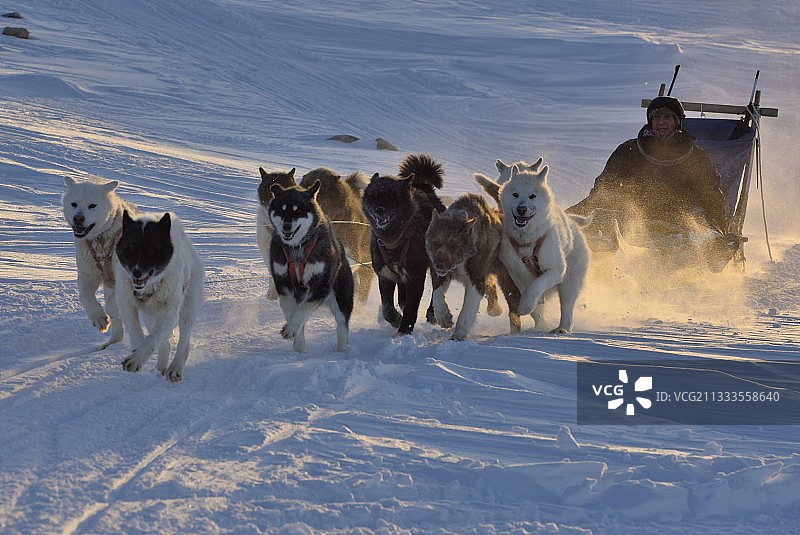 2016年2月，离开格陵兰乌纳泰克的猎人图片素材