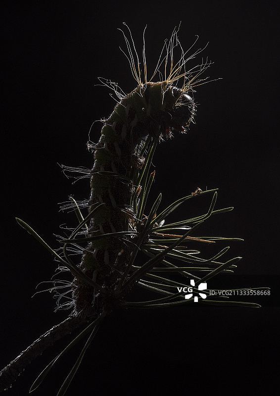 西班牙月蛾啃食松针图片素材