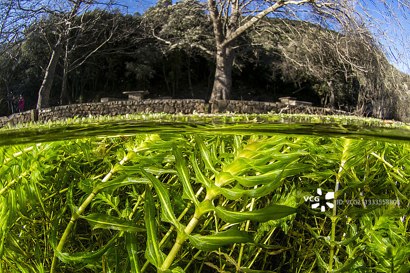 法国奥克西塔尼比埃格斯泉水生植物图片素材