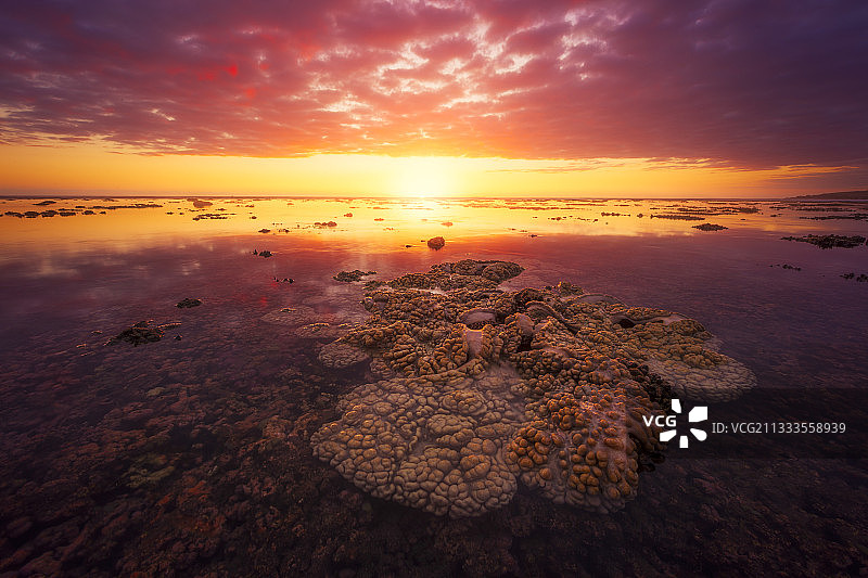 退潮时留尼汪圣勒泻湖中的软珊瑚图片素材