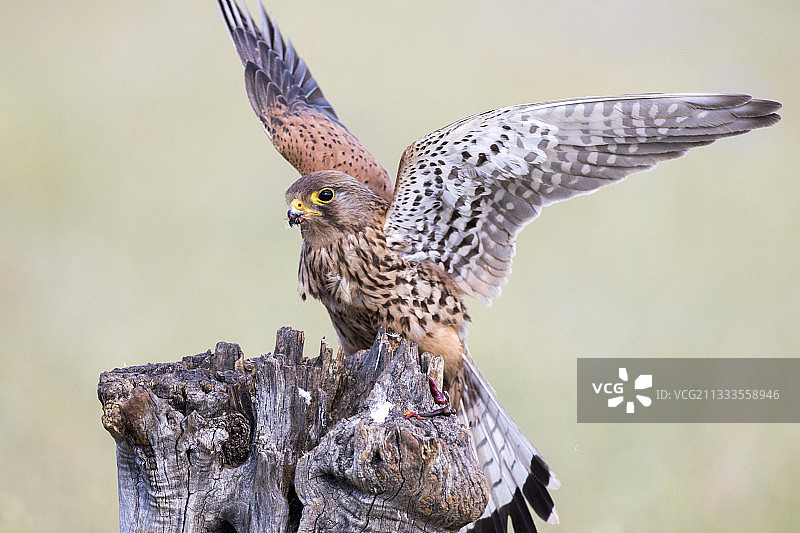 西班牙的红隼图片素材