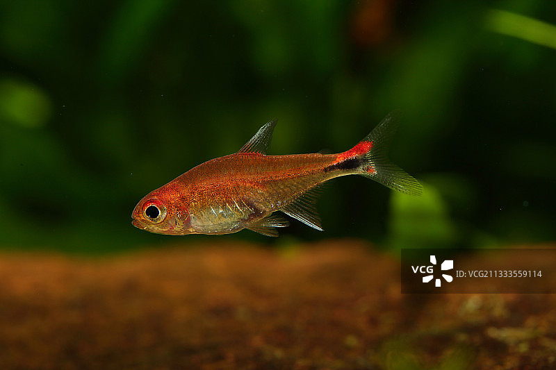 水族箱中的红宝石四线脂鲤图片素材