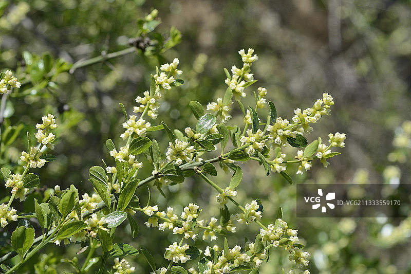 medicinal plant, Parque nacional La Campana, V Region of Valparaiso, Chile图片素材