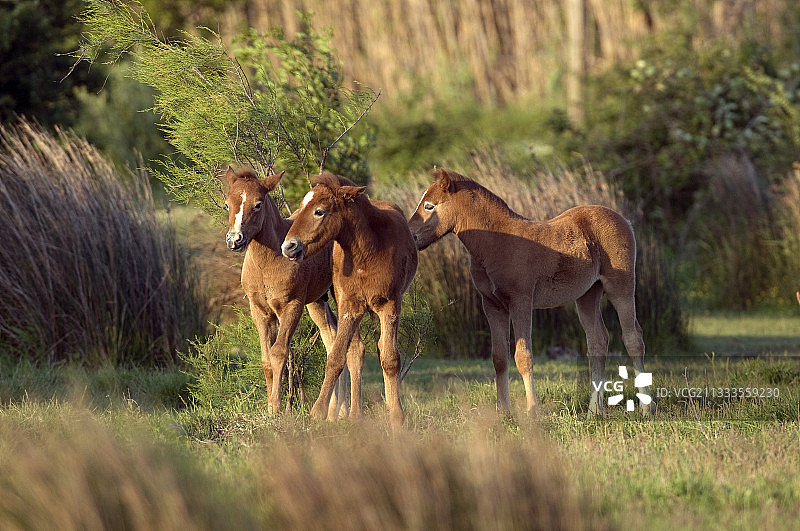 卡马尔格的野马驹图片素材