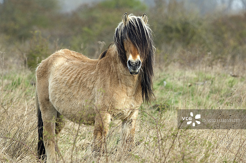昂松马（Equus caballus），索姆湾，法国图片素材