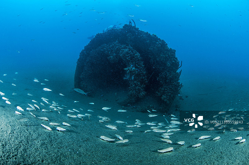 地中海人工鱼礁的红鲻鱼，法国图片素材