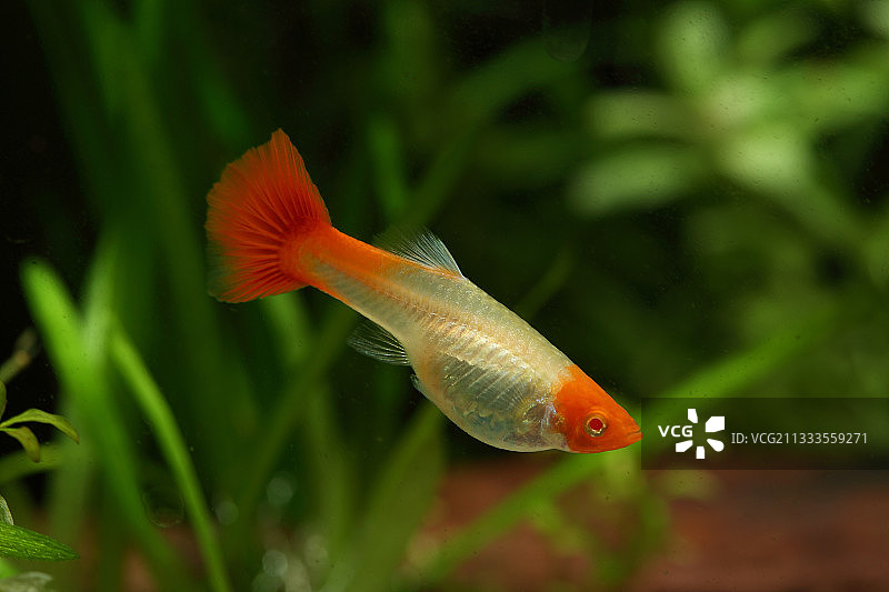 水族箱中的孔雀鱼图片素材