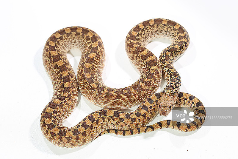 白底上的地鼠蛇图片素材