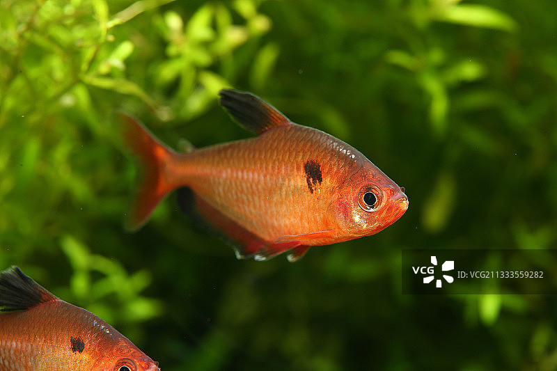 玻璃拉拉鱼图片素材