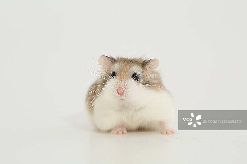 白色背景下的沙漠仓鼠图片素材
