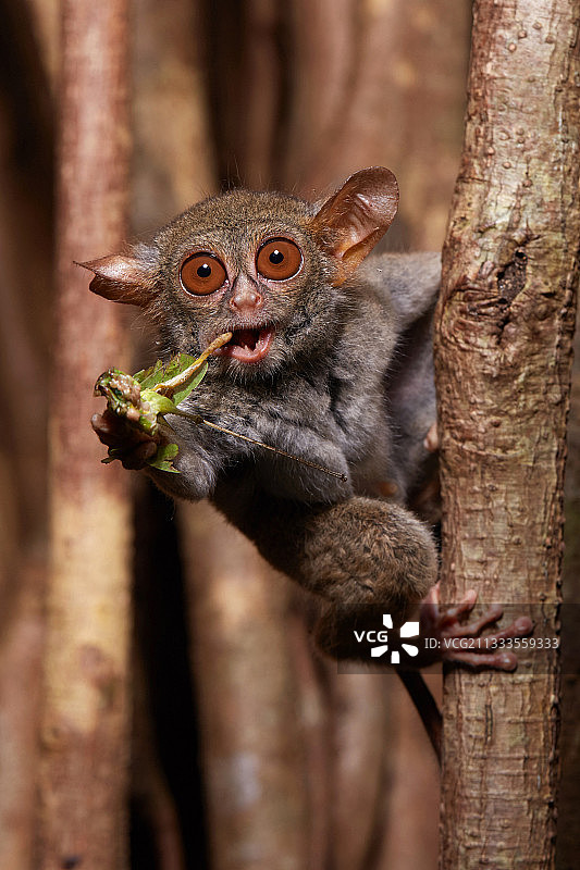 眼镜猴在无花果树上吃蚱蜢，印度尼西亚北苏拉威西岛图片素材