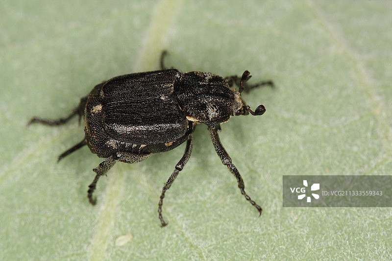 半翅花金龟雌性，埃弗尔，比利时图片素材