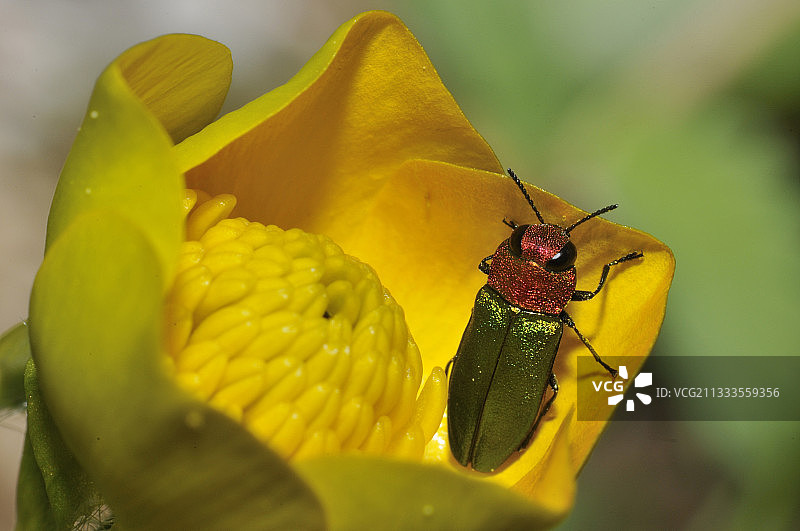 吉丁虫（Anthaxia nitidula）雌性在毛茛花上，阿尔代什，法国图片素材