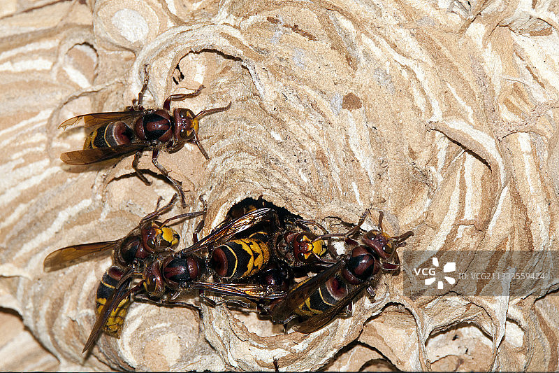 法国，巢穴中的欧洲大黄蜂（学名：Vespa crabro）图片素材