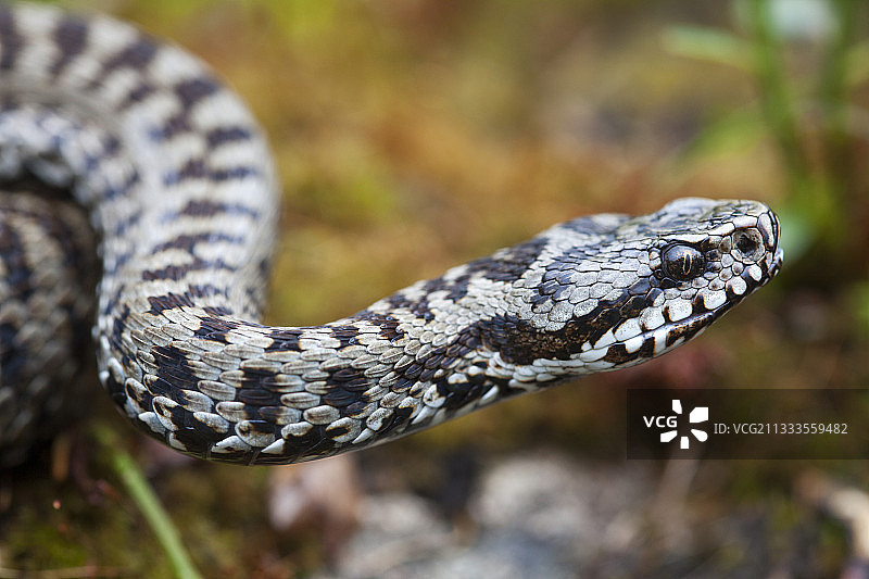 瓦尔瑟蝰蛇肖像，意大利皮埃蒙特图片素材