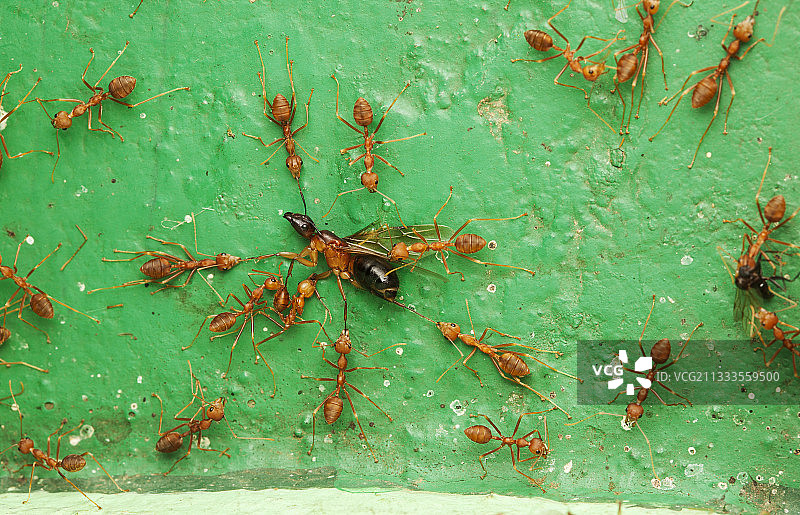 绿织叶蚁攻击蚁后，巴拿马斯里兰卡图片素材