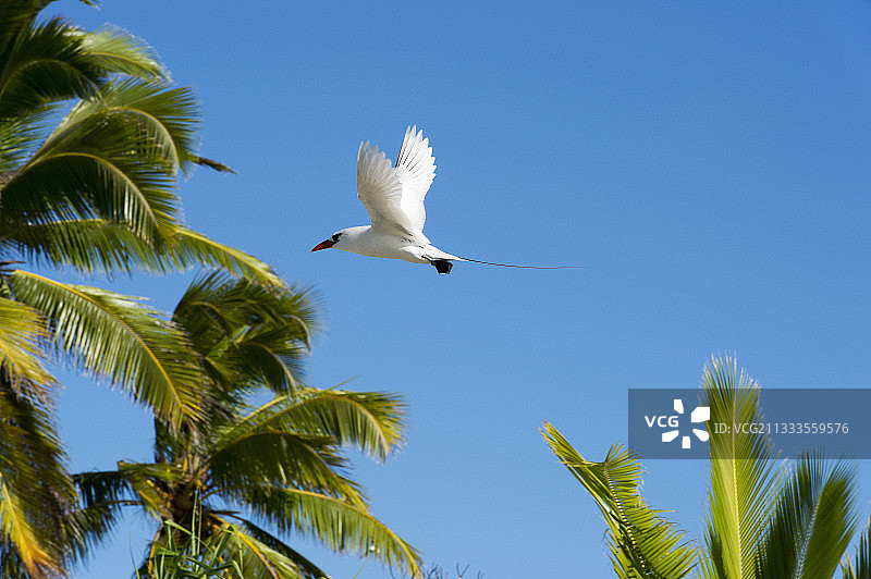 红尾鹲，库克群岛图片素材