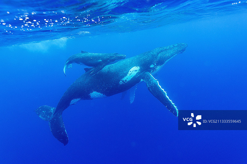 座头鲸与幼鲸，纽埃图片素材