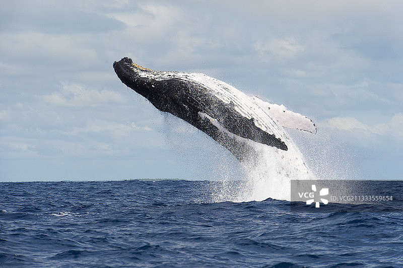 座头鲸跃出水面，汤加图片素材