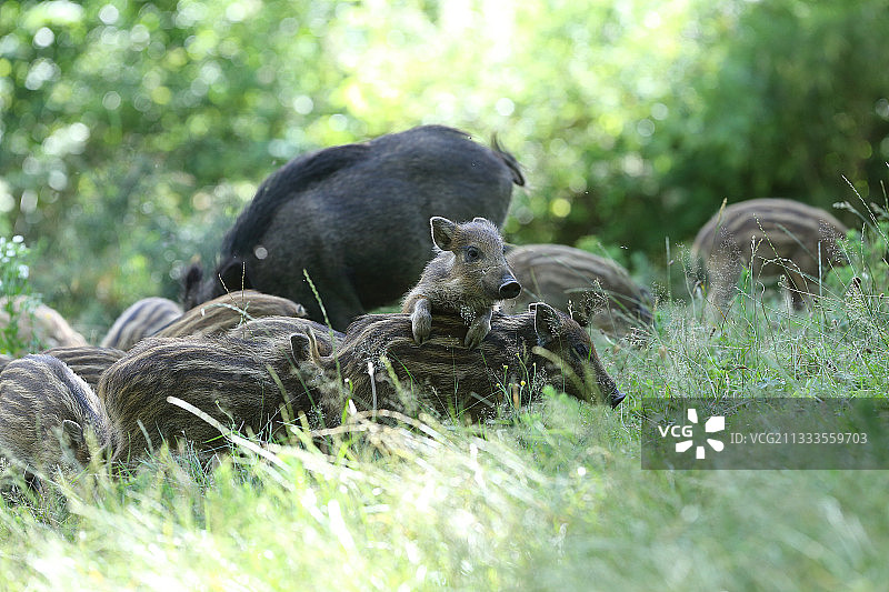 法国阿尔萨斯，小野猪站在另一只野猪的背上图片素材