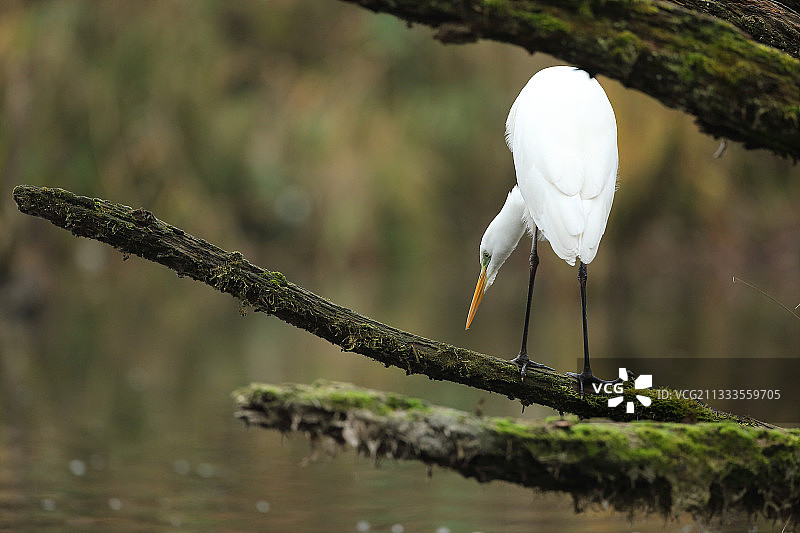 大白鹭在莱茵河回水处的一根枯枝上守望，法国阿尔萨斯图片素材