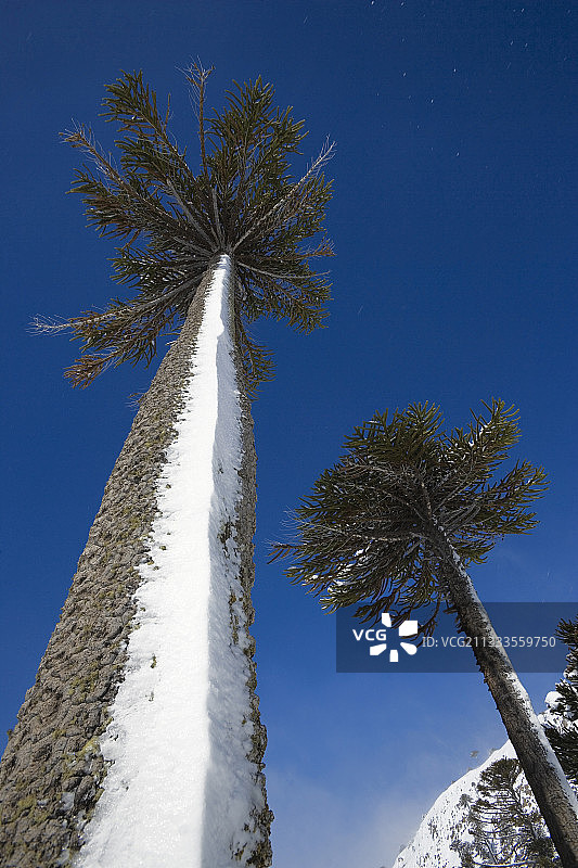 冬季阿根廷巴塔哥尼亚卡维亚韦的南洋杉森林图片素材