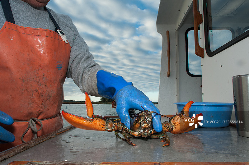 缅因州雅茅斯镇的法律龙虾图片素材