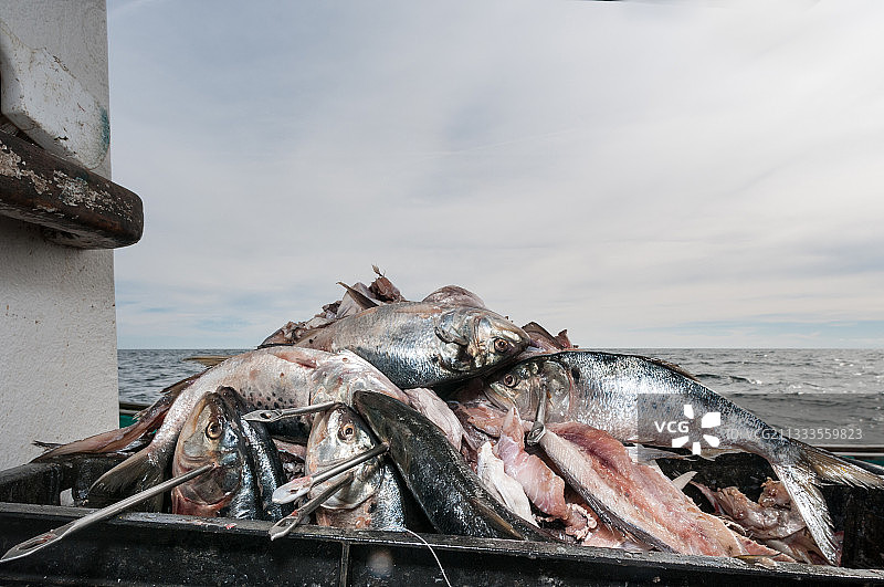 准备放入陷阱的龙虾诱饵，缅因州波特兰图片素材