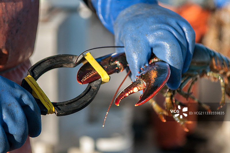 防止龙虾互相咬伤的橡皮筋，缅因州亚茅斯图片素材