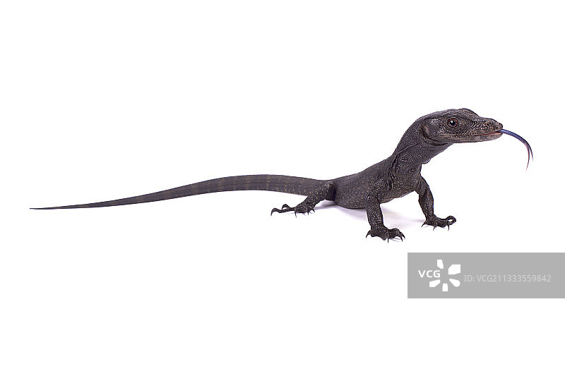 白色背景上的科迈尼黑水巨蜥图片素材