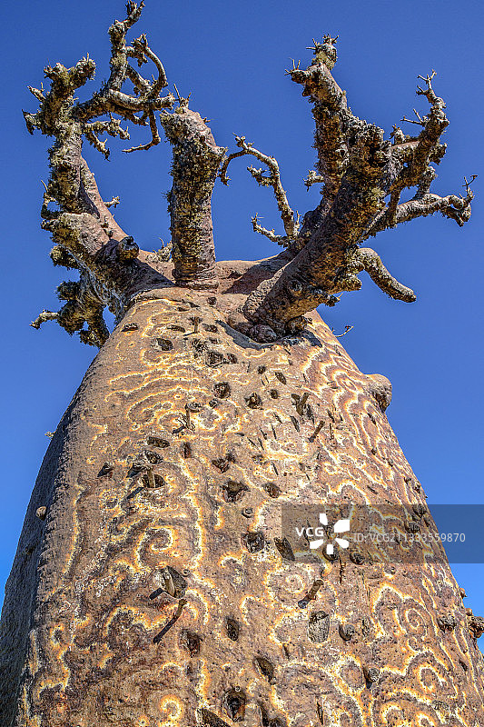 猴面包树，刺客湾，马达加斯加图片素材