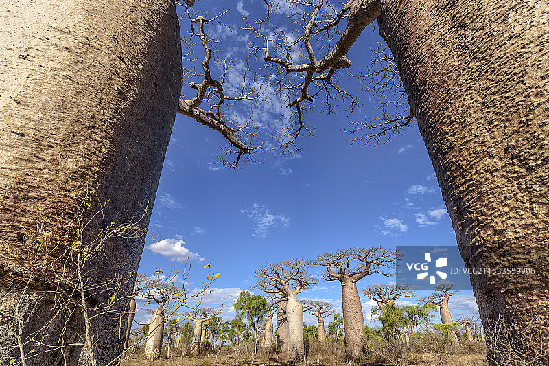 猴面包树与马达加斯加的干燥森林图片素材