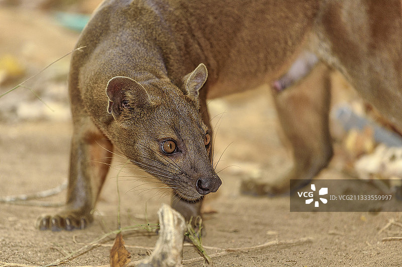 马岛长尾狸猫肖像，基林迪保护区，马达加斯加图片素材
