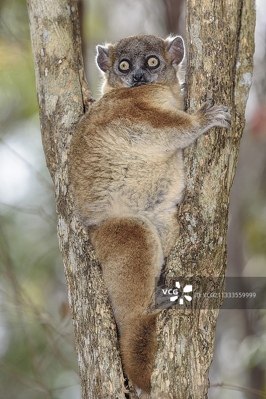 哈伯德的运动狐猴(Lepilemur hubbardorum)白天休息的地方，僵尸Vohibasia国家公园，马达加斯加图片素材