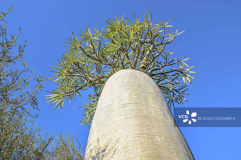 马达加斯加棕榈（Pachypodium geayi），图利亚拉地区，马达加斯加西南部图片素材