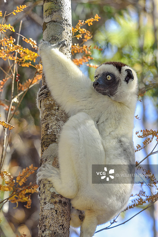 马达加斯加西部基林迪森林保护区内的维氏冕狐猴图片素材