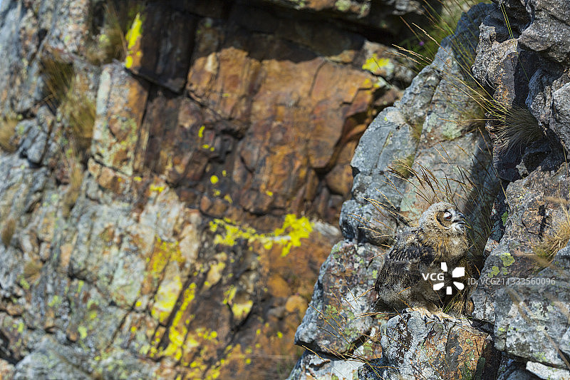 年幼的欧亚雕鸮在悬崖上图片素材