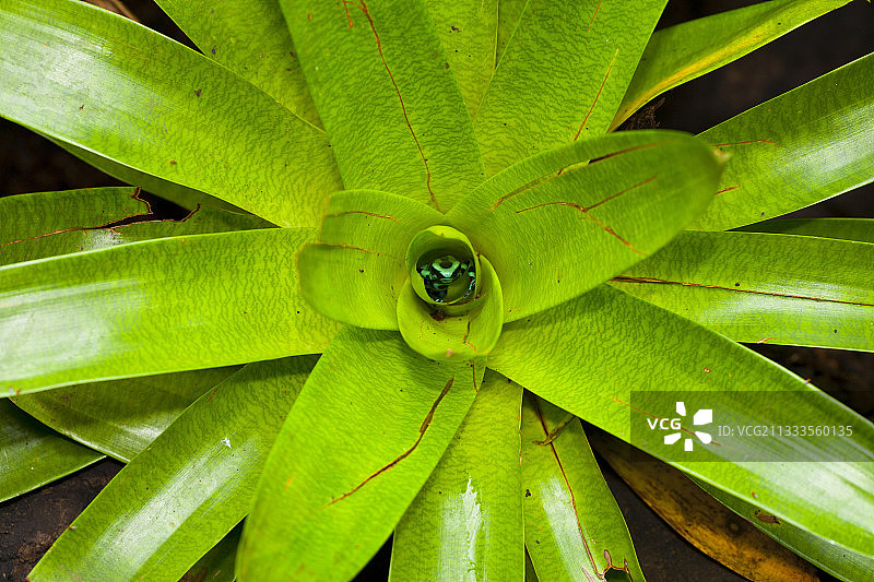 金色箭毒蛙，位于哥斯达黎加萨拉皮基地区拉巴斯河高地图片素材