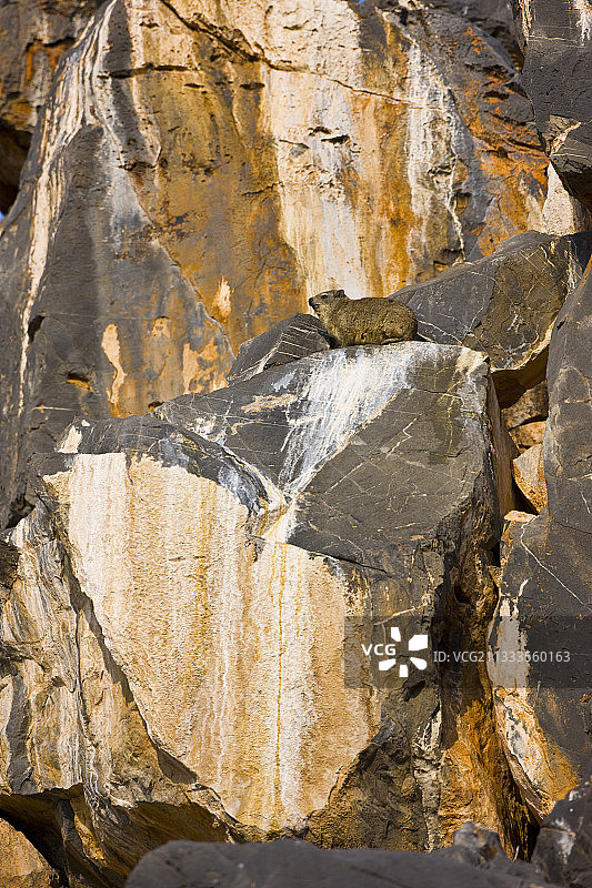 悬崖上的岩蹄兔 (Procavia capensis)，纳米比亚纳米布沙漠图片素材