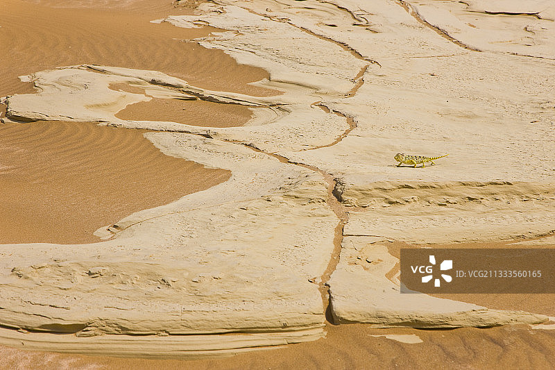 纳米比亚纳米布沙漠的纳马夸变色龙图片素材