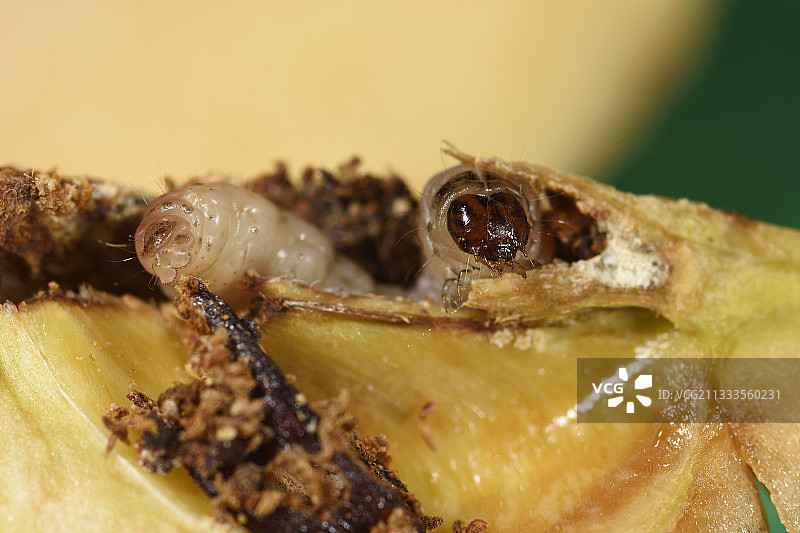苹果蠹蛾，苹果和梨（Laspeyresia pomonella或Cydia pomonella）毛虫，落下的苹果，内部，果园，秋天，法国东部图片素材