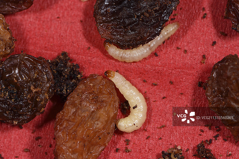 印度谷螟（Plodia interpunctella），在法国厨房里葡萄干包装中的幼虫图片素材