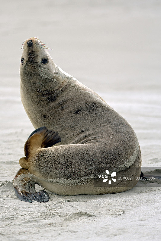 新西兰海狮（Phocarctos hookeri），位于新西兰南岛的沙滩上图片素材