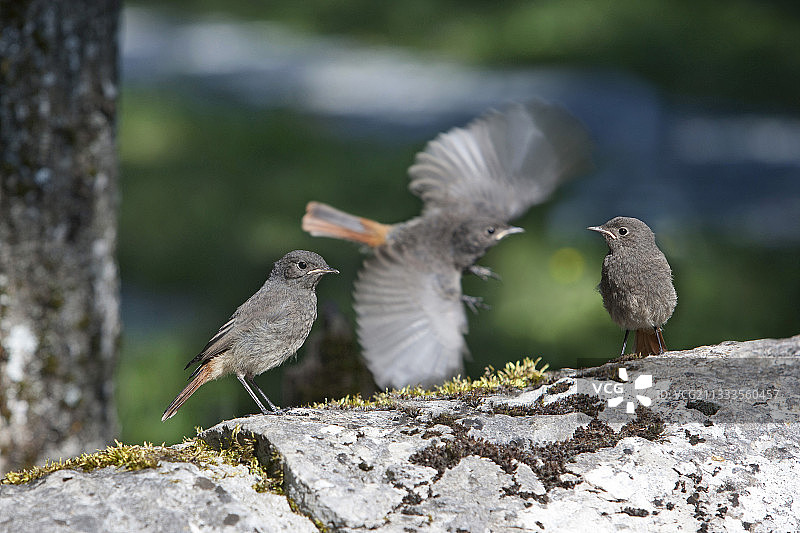 黑红尾鸲幼鸟，法国图片素材